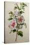 Hollyhocks-Gerard Van Spaendonck-Stretched Canvas