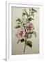 Hollyhocks-Gerard Van Spaendonck-Framed Giclee Print