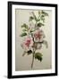 Hollyhocks-Gerard Van Spaendonck-Framed Giclee Print