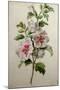 Hollyhocks-Gerard Van Spaendonck-Mounted Giclee Print