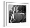 Hollywood (b & w)-Barry Hart-Framed Art Print