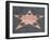 Hollywood Walk of Fame, Hollywood Boulevard, Los Angeles, California-Wendy Connett-Framed Photographic Print