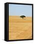 Holm Oak in the Vast Plains of Alentejo, Portugal-Mauricio Abreu-Framed Stretched Canvas