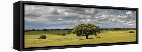 Holm Oaks in the Vast Plains of Alentejo, Portugal-Mauricio Abreu-Framed Stretched Canvas