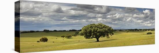 Holm Oaks in the Vast Plains of Alentejo, Portugal-Mauricio Abreu-Stretched Canvas