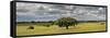 Holm Oaks in the Vast Plains of Alentejo, Portugal-Mauricio Abreu-Framed Stretched Canvas