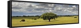 Holm Oaks in the Vast Plains of Alentejo, Portugal-Mauricio Abreu-Framed Stretched Canvas