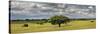 Holm Oaks in the Vast Plains of Alentejo, Portugal-Mauricio Abreu-Stretched Canvas