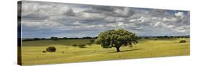 Holm Oaks in the Vast Plains of Alentejo, Portugal-Mauricio Abreu-Stretched Canvas