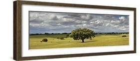 Holm Oaks in the Vast Plains of Alentejo, Portugal-Mauricio Abreu-Framed Premium Photographic Print