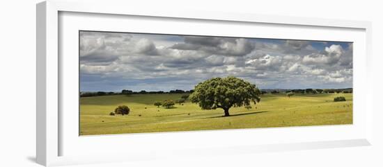 Holm Oaks in the Vast Plains of Alentejo, Portugal-Mauricio Abreu-Framed Premium Photographic Print