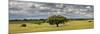 Holm Oaks in the Vast Plains of Alentejo, Portugal-Mauricio Abreu-Mounted Premium Photographic Print