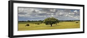 Holm Oaks in the Vast Plains of Alentejo, Portugal-Mauricio Abreu-Framed Photographic Print