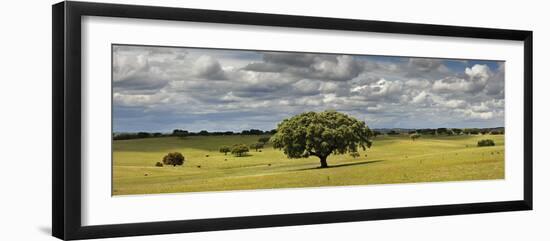 Holm Oaks in the Vast Plains of Alentejo, Portugal-Mauricio Abreu-Framed Photographic Print