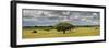 Holm Oaks in the Vast Plains of Alentejo, Portugal-Mauricio Abreu-Framed Photographic Print