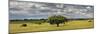 Holm Oaks in the Vast Plains of Alentejo, Portugal-Mauricio Abreu-Mounted Photographic Print
