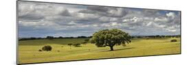 Holm Oaks in the Vast Plains of Alentejo, Portugal-Mauricio Abreu-Mounted Photographic Print