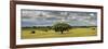 Holm Oaks in the Vast Plains of Alentejo, Portugal-Mauricio Abreu-Framed Photographic Print