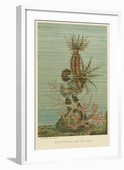 Holothurians and Sea Star-null-Framed Art Print