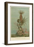 Holothurians and Sea Star-null-Framed Art Print