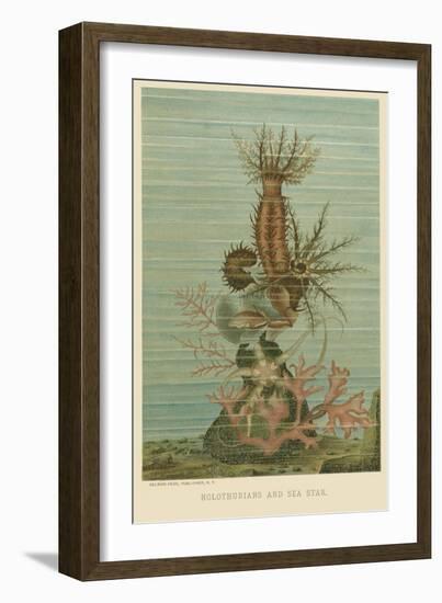 Holothurians and Sea Star-null-Framed Art Print