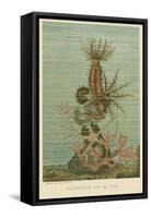 Holothurians and Sea Star-null-Framed Stretched Canvas