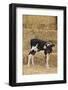 Holstein Calf with Ear Tags-DLILLC-Framed Photographic Print