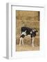 Holstein Calf with Ear Tags-DLILLC-Framed Photographic Print