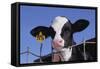 Holstein Calf with Eartag-DLILLC-Framed Stretched Canvas