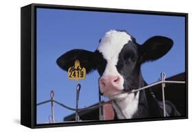 Holstein Calf with Eartag-DLILLC-Framed Stretched Canvas