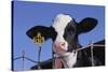 Holstein Calf with Eartag-DLILLC-Stretched Canvas