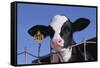 Holstein Calf with Eartag-DLILLC-Framed Stretched Canvas