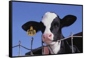 Holstein Calf with Eartag-DLILLC-Framed Stretched Canvas