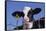 Holstein Calf with Eartag-DLILLC-Framed Stretched Canvas