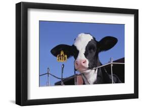 Holstein Calf with Eartag-DLILLC-Framed Premium Photographic Print