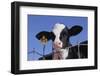 Holstein Calf with Eartag-DLILLC-Framed Premium Photographic Print