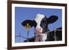 Holstein Calf with Eartag-DLILLC-Framed Photographic Print