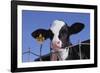 Holstein Calf with Eartag-DLILLC-Framed Photographic Print