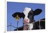 Holstein Calf with Eartag-DLILLC-Framed Photographic Print