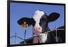 Holstein Calf with Eartag-DLILLC-Framed Photographic Print