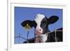 Holstein Calf with Eartag-DLILLC-Framed Photographic Print