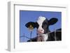 Holstein Calf with Eartag-DLILLC-Framed Photographic Print