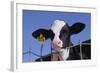 Holstein Calf with Eartag-DLILLC-Framed Photographic Print