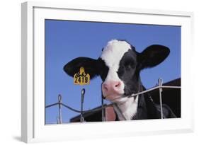 Holstein Calf with Eartag-DLILLC-Framed Photographic Print