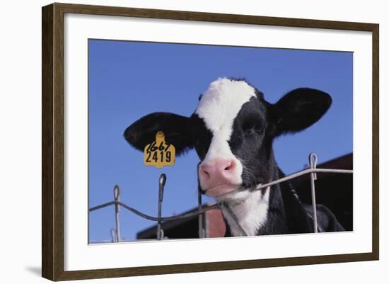 Holstein Calf with Eartag-DLILLC-Framed Photographic Print