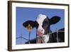 Holstein Calf with Eartag-DLILLC-Framed Photographic Print