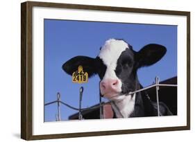 Holstein Calf with Eartag-DLILLC-Framed Photographic Print