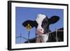 Holstein Calf with Eartag-DLILLC-Framed Photographic Print