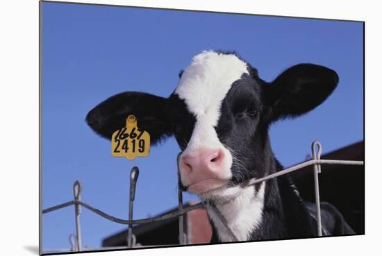 Holstein Calf with Eartag-DLILLC-Mounted Photographic Print