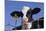 Holstein Calf with Eartag-DLILLC-Mounted Photographic Print